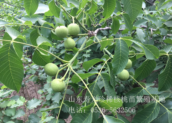 核豐幼苗