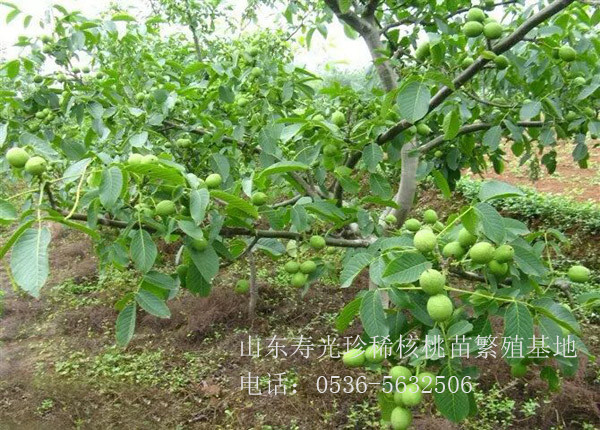 核豐幼苗