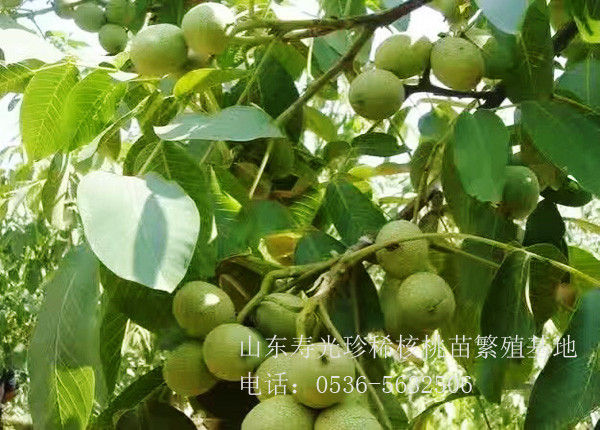 核豐幼苗